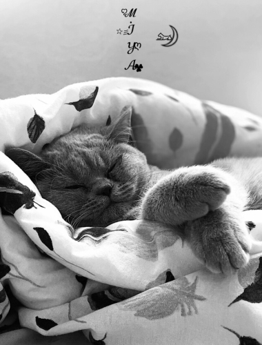 miya için ömürlük yuva arıyoruz fotoğraf