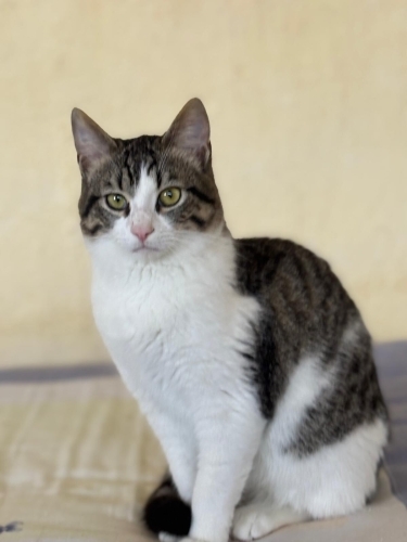 Çoook tatlı 7 aylık bir çocuk fotoğraf