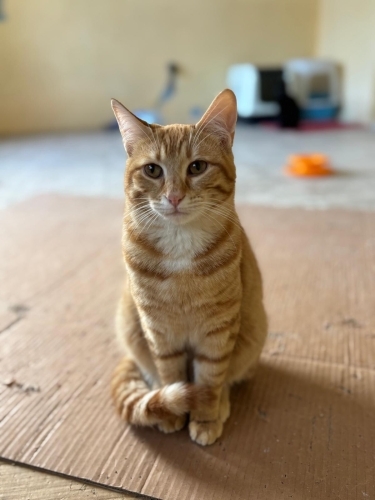 Sarman güzeline yuva arıyoruz fotoğraf