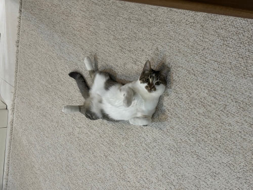 Oyuncu yavruya yuva arıyoruz fotoğraf