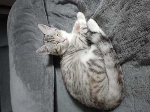 Çok sevecen. Omuzda gezme meraklısı fotoğraf