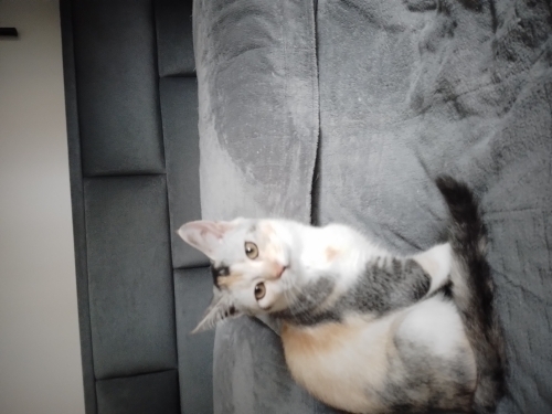 Sevecen iyi huylu fotoğraf