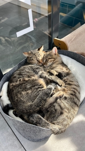 Acil Yuva Aranıyor İki Kardeş Kedi fotoğraf