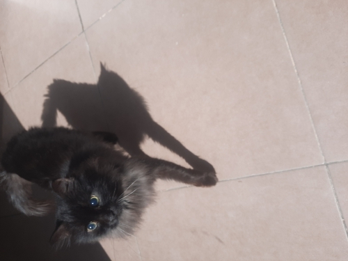 %90 kör kedi acil kalıcı yuva fotoğraf