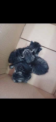 3 yavru acil yuva arıyoruz fotoğraf