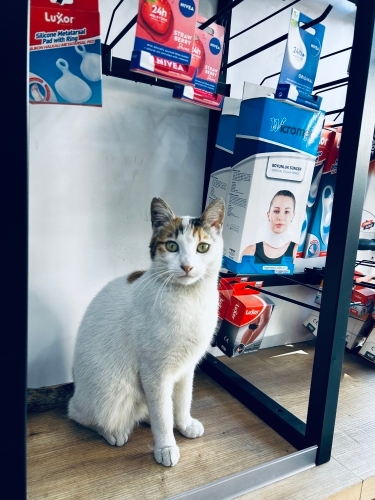 Oyuncu Sütlaç ömürlük yuvasını arıyor 🧶😻🧶 fotoğraf