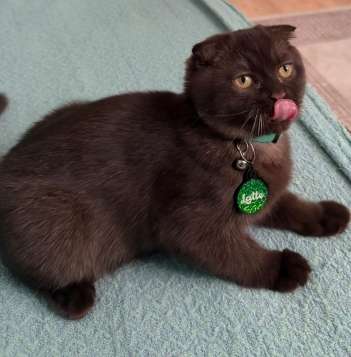 Çikolata yavru yeni yuvasını arıyor... fotoğraf