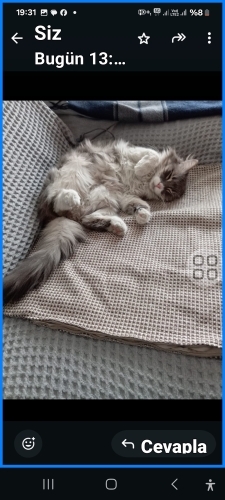 Miniş acil yuva arıyor fotoğraf