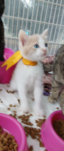 Bebekler ömürlük yuvasını arıyor fotoğraf