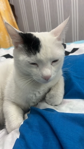 Oyuncu kedime acil yuva fotoğraf