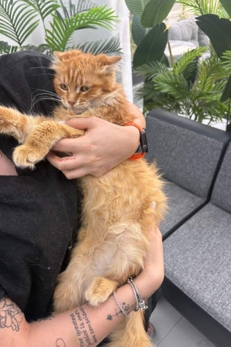 ASLAN YUVA ARIYOR fotoğraf