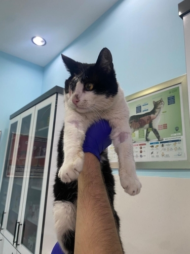 ACİL - Tedavisi Bitmiş, Görme Engelli Can İçin Ömürlük Yuva (Ereğli) fotoğraf