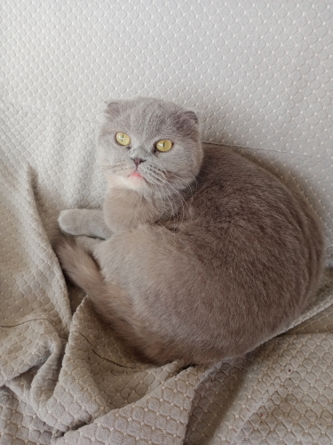 Çok Naif bir kedi fotoğraf