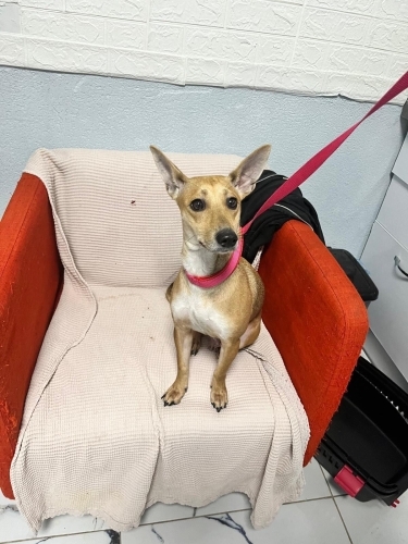 Üretim evinden kurtarılan cana acil yuva fotoğraf