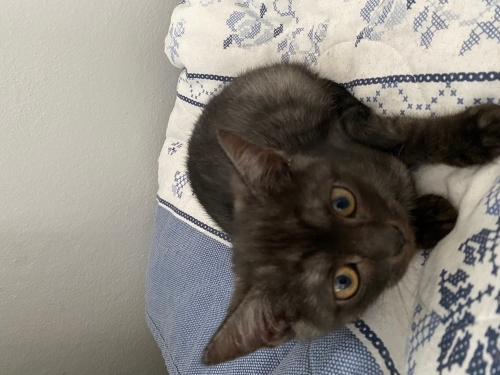 Acıl yuva arıyorum fotoğraf