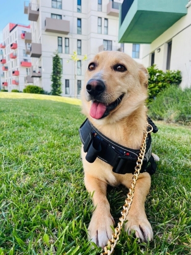 Sevgi Dolu Yuvasını Arayan Henry 🐶💛 fotoğraf