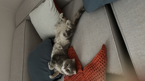 Sevimli yumuşacık kedi fotoğraf