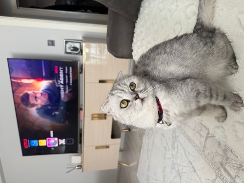 Sevimli pati yeni ailesini arıyor fotoğraf