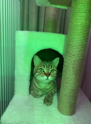 Eğitimi aşıları tam, kısır dişi kedi fotoğraf