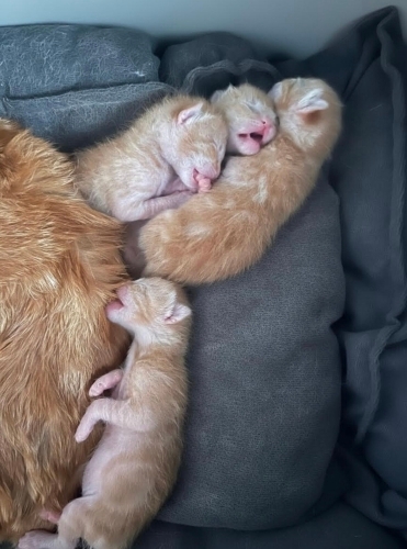 Nadir Güzellikte 5 Turuncu Prenses Yuva Arıyor! 🐈️🧡 fotoğraf