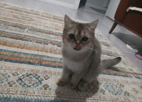 British shorthair acill sahiplendirme!!! fotoğraf