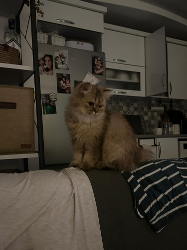 British Longhair 9 aylık acil yuva!! fotoğraf