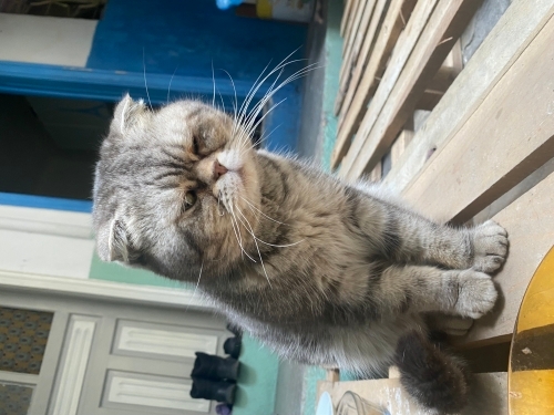 Sokakta bulduk sahıplenmesini istiyorum fotoğraf