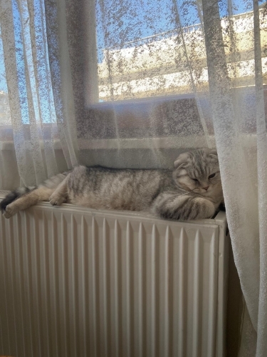 Ücretsiz ömürlük yuva fotoğraf