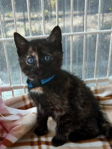 Minik Patiler Yuva Arıyor (1 erkek,1 dişi) fotoğraf