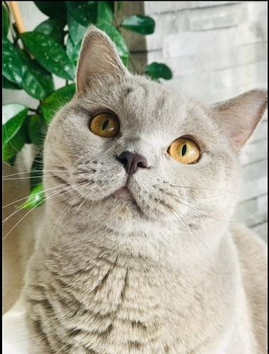 Çok sıcakkanlı sessiz ve hiç bir şeye zarar vermez çok duygusaldır fotoğraf