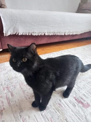 Sahibi yoksa kalıcı yuva aranıyor fotoğraf