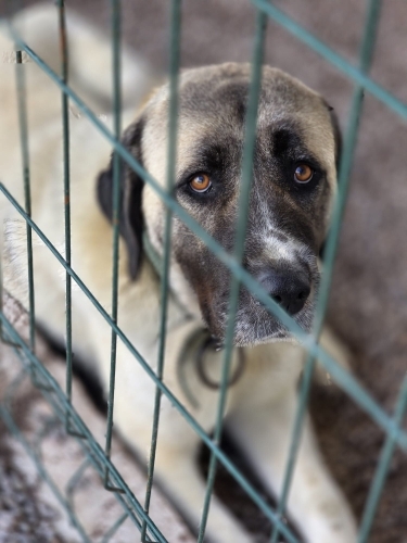 Ayşegül yuva arıyor fotoğraf