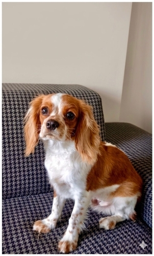 ANTALYA ACİL GEÇİCİ/KALICI YUVA!! fotoğraf