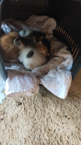 ACİL: 5 YAVRU KEDİYE SÜT ANNE ARANIYOR! PENDİK/KAYNARCA fotoğraf