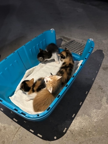 2 aylık tekir kediler fotoğraf