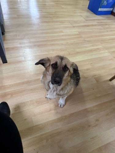 Barınak bebeği yuva arıyor fotoğraf