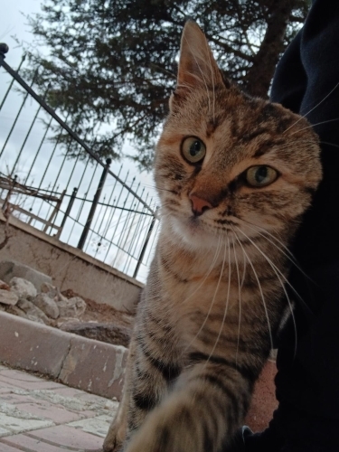 hamile kediye geçici/kalıcı ACİL yuva fotoğraf