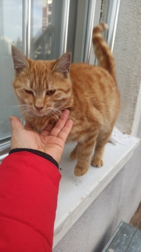 Ücretsiz Sahiplendirme fotoğraf