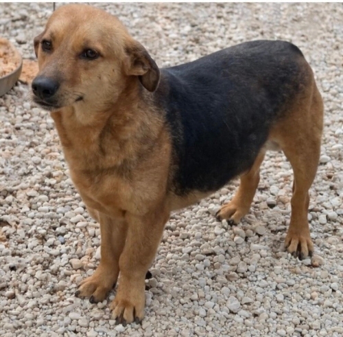 Şiddet mağduru yavrumuz yuva arıyor fotoğraf