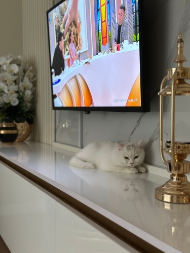 Çok sakin ve oyun sever bi kedi fotoğraf