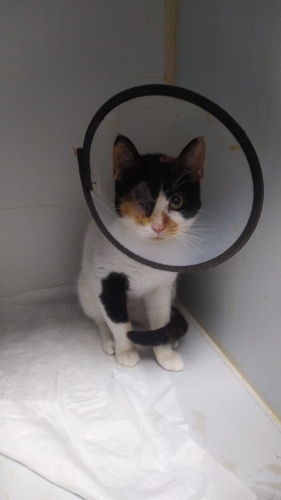 Güzeller güzeli Güneş’imize yuva aranıyor! fotoğraf