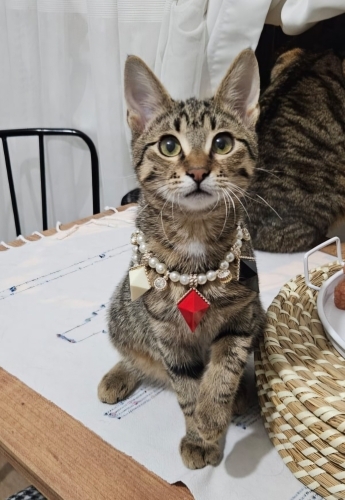 SUZİ YUVA ARIYOR fotoğraf