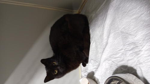 Siyah inci yuva arıyor fotoğraf