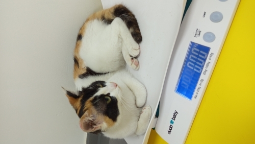 Beyaz Zambak yuva arıyor fotoğraf