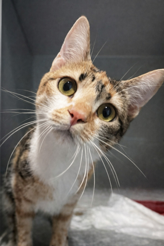 İnsan canlısı. İLANI OKUYUNUZ LÜTFEN fotoğraf