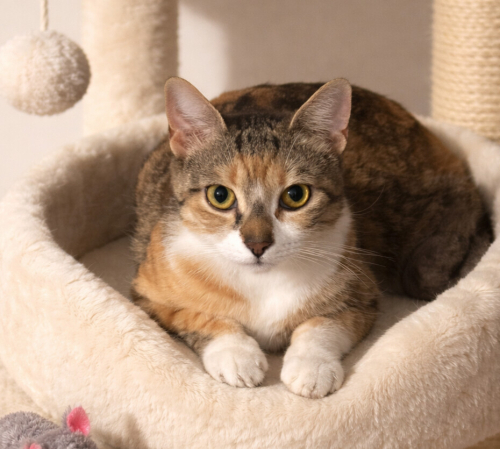 AİKO YUVA ARIYOR fotoğraf