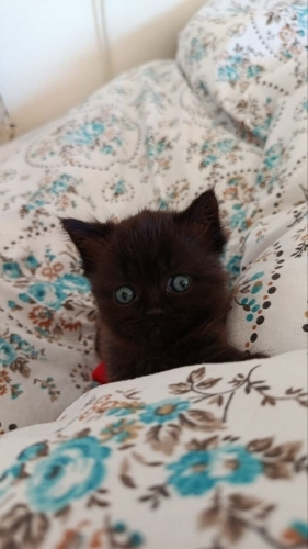 2 AYLIK British Shorthair fotoğraf