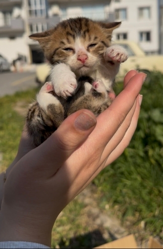 30 günlük uysal yavru fotoğraf