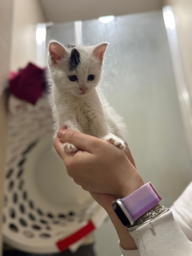 Parka bırakılan yavru kedi fotoğraf