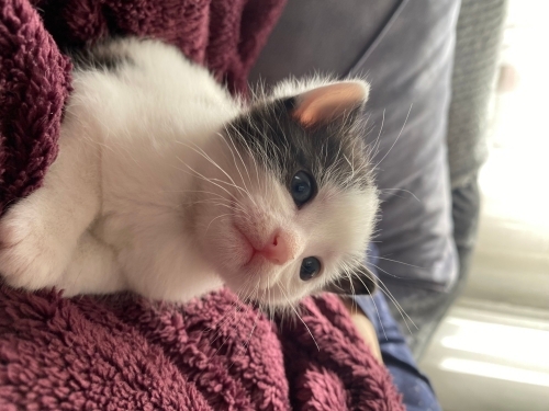 2 kardeş aynı eve gitsiin fotoğraf